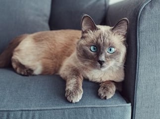 Colorpoint shorthair